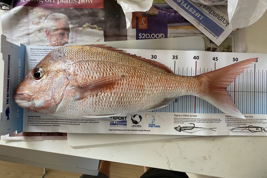 Matthew Muir caught this 48.0cm Snapper at Auckland during The Export NZ Fishing Competition