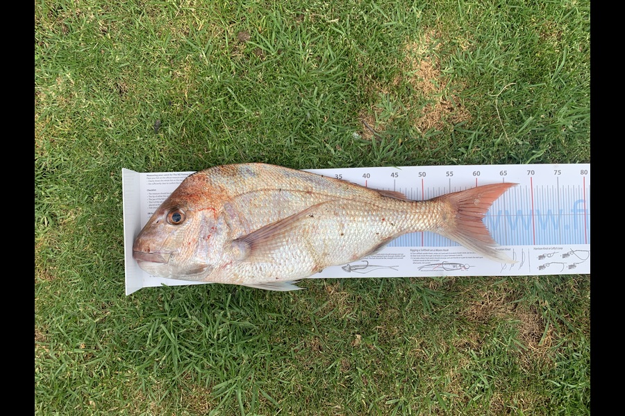 Scott Francis caught this 60.0cm Snapper at Manawatu during The Export NZ Fishing Competition