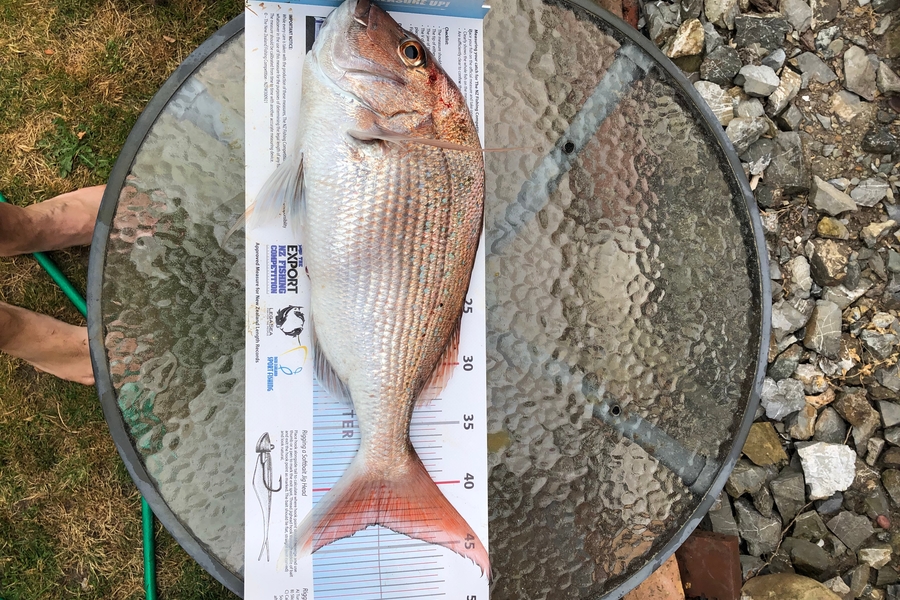 Micheal Smith caught this 43.0cm Snapper at Nelson/Marlborough during The Export NZ Fishing Competition