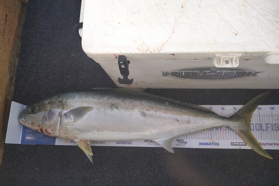 Alex Devine caught this 101.0cm Kingfish at Auckland during The Export NZ Fishing Competition