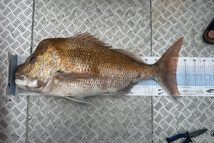 Ford Whalan caught this 80.0cm Snapper at Nelson/Marlborough during The Export NZ Fishing Competition