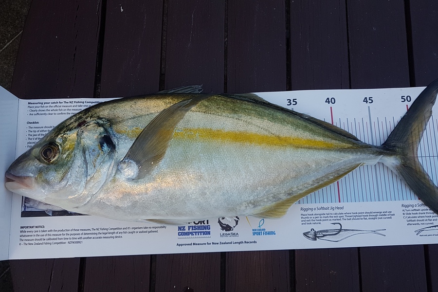 Paul  Alexander caught this 50.0cm Trevally at Northland during The Export NZ Fishing Competition