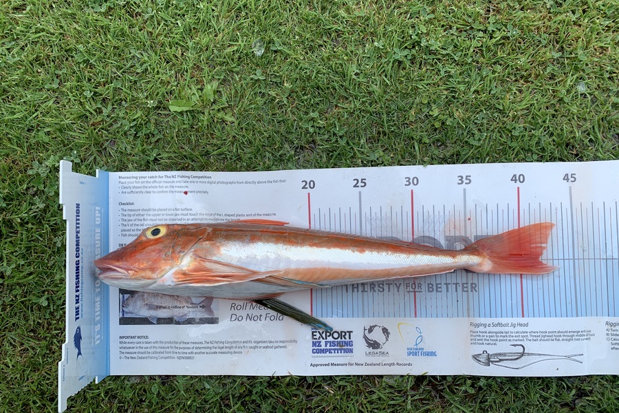 Matt  King  caught this 41.5cm Gurnard at Hawkes Bay during The Export NZ Fishing Competition