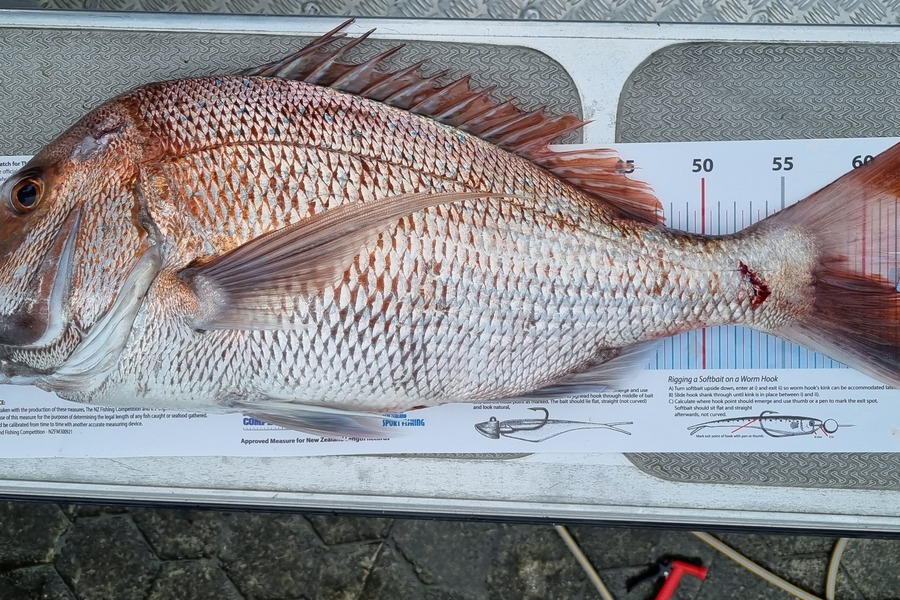 Shane  Brown  caught this 62.0cm Snapper at Manawatu during The Export NZ Fishing Competition