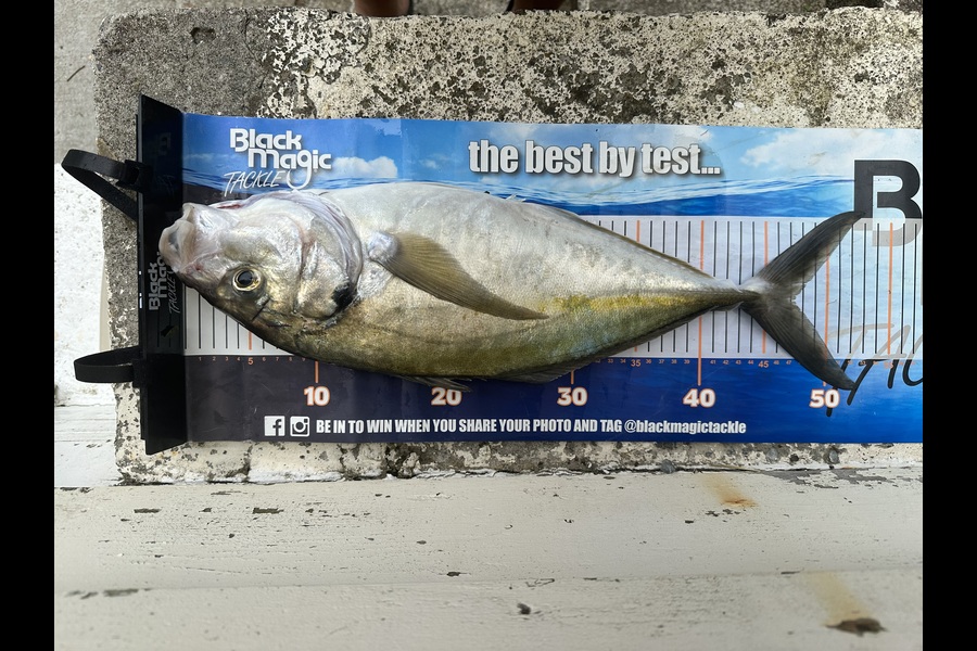 Adam Isaacs caught this 47.0cm Trevally at Wellington during The Export NZ Fishing Competition