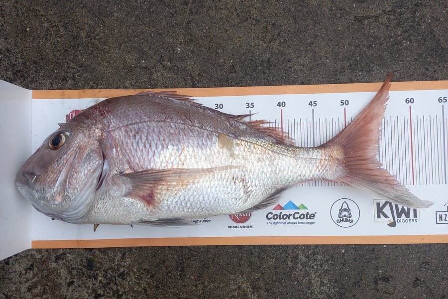 Mike Crawford caught this 54.5cm Snapper at Northland during The Export NZ Fishing Competition
