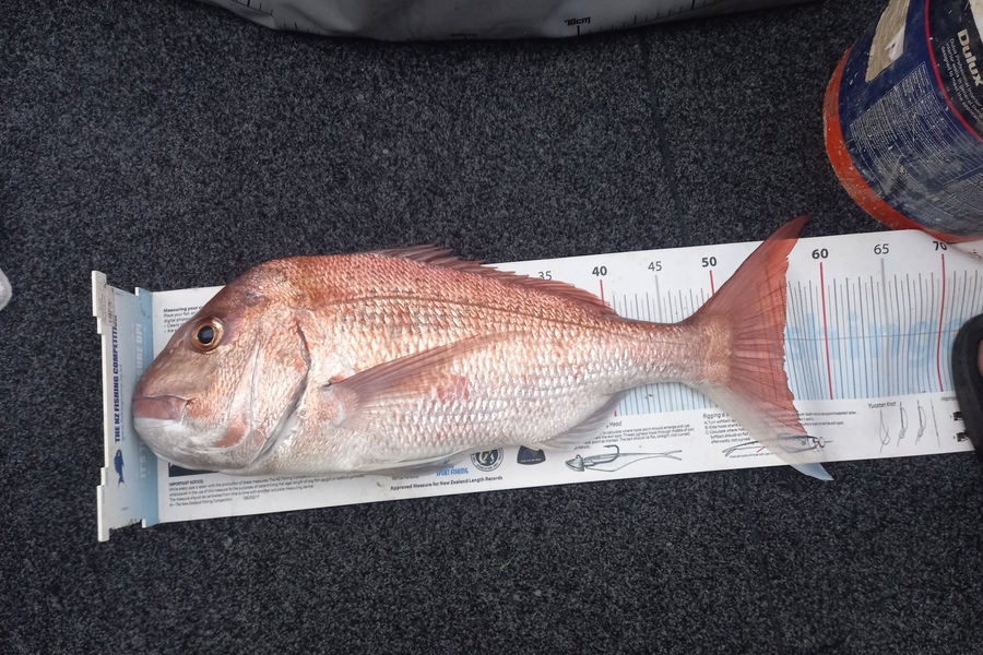 Bruce Hooper caught this 55.0cm Snapper at Northland during The Export NZ Fishing Competition
