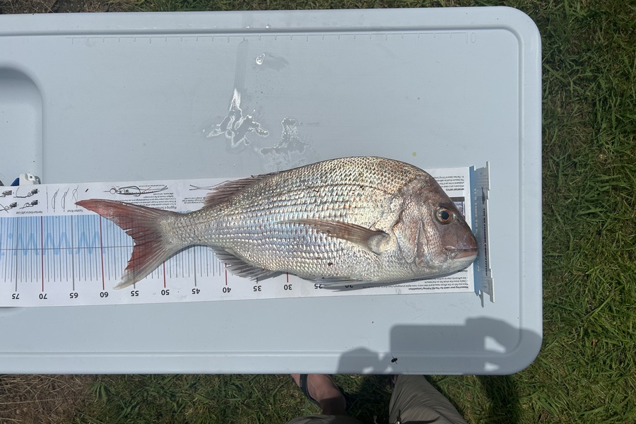 Rob  Wilson caught this 54.5cm Snapper at Nelson/Marlborough during The Export NZ Fishing Competition