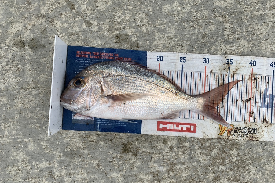 Mark Piskulic caught this 32.5cm Snapper at Northland during The Export NZ Fishing Competition