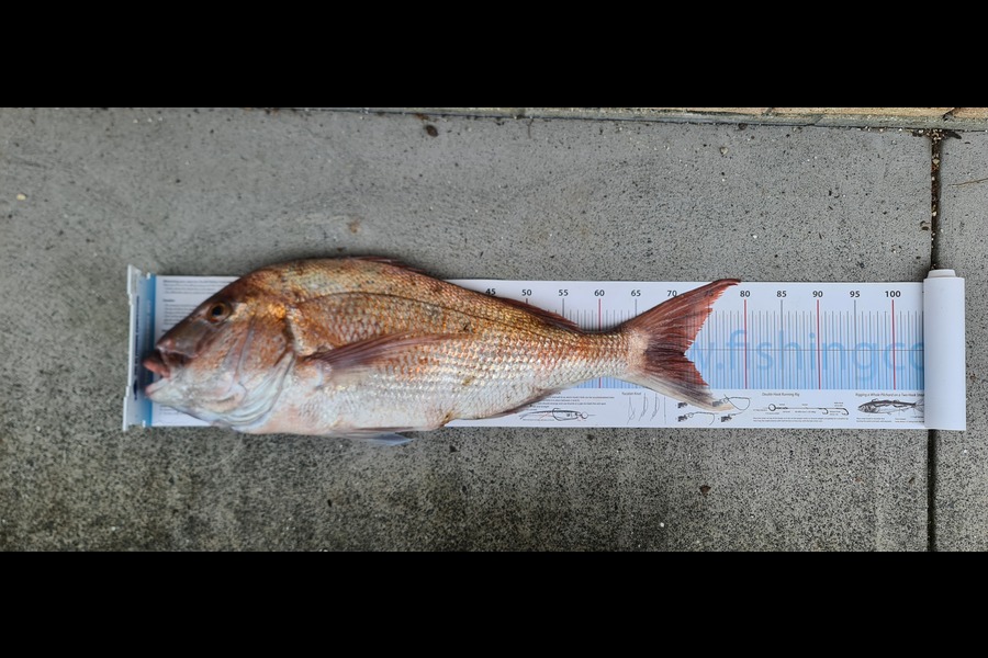 Mike Blowers caught this 71.5cm Snapper at Northland during The Export NZ Fishing Competition