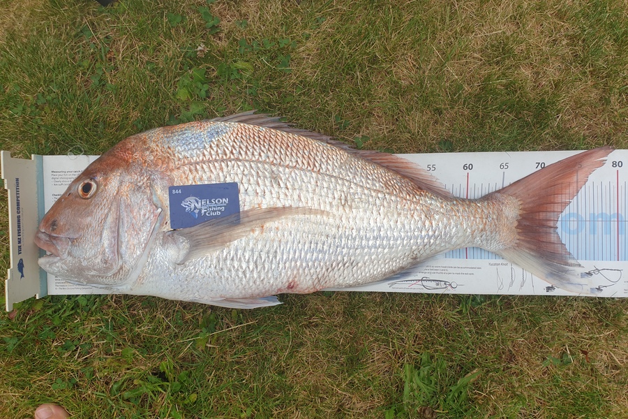 Gareth  Nicholson  caught this 72.0cm Snapper at Nelson/Marlborough during The Export NZ Fishing Competition