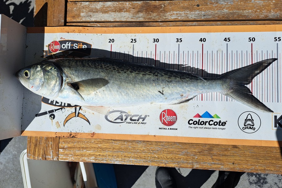 Harry Kovacs caught this 48.0cm Kahawai at Taranaki during The Export NZ Fishing Competition
