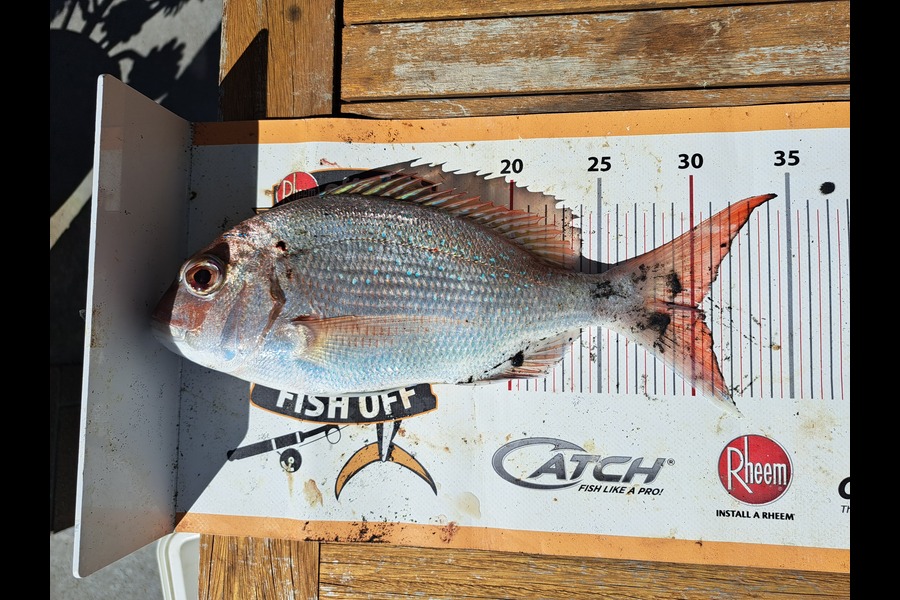 Harry Kovacs caught this 30.0cm Snapper at Taranaki during The Export NZ Fishing Competition