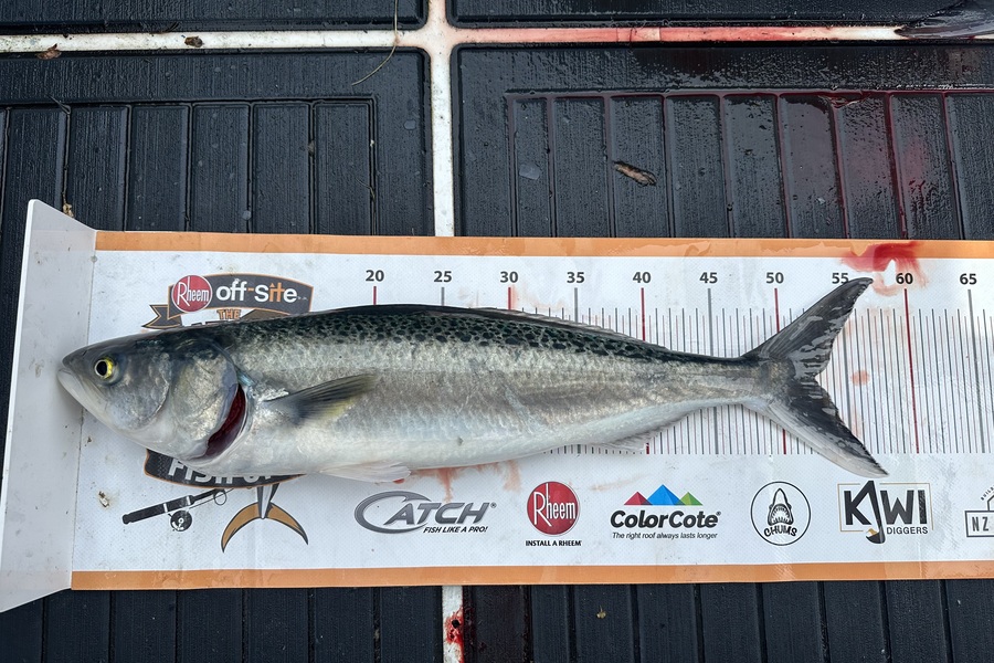 Andrew Speirs caught this 52.5cm Kahawai at Wellington during The Export NZ Fishing Competition