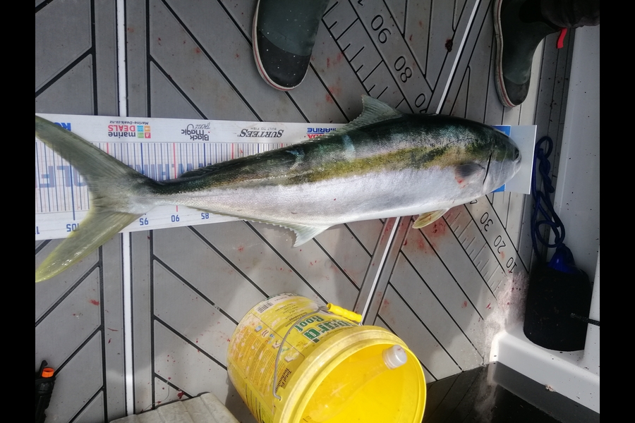 Larry Temperley caught this 102.0cm Kingfish at Auckland during The Export NZ Fishing Competition