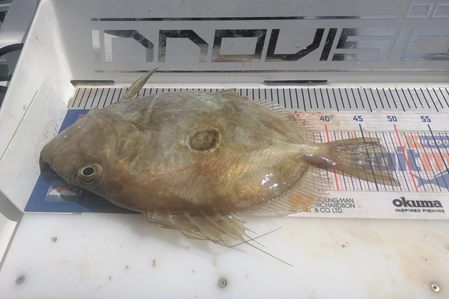 Larry Temperley caught this 48.0cm John Dory at Auckland during The Export NZ Fishing Competition