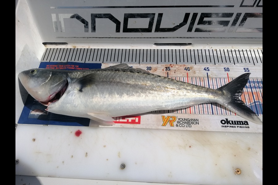 Larry Temperley caught this 51.0cm Kahawai at Auckland during The Export NZ Fishing Competition