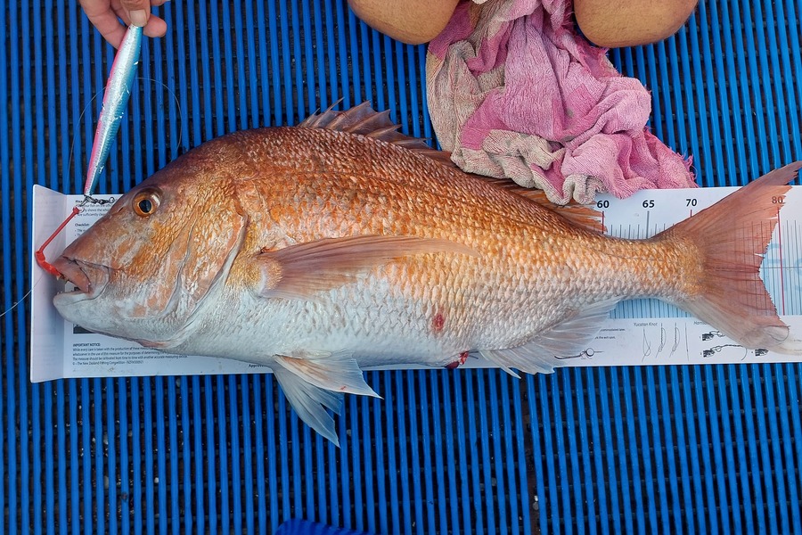 Lee Holst caught this 77.5cm Snapper at Northland during The Export NZ Fishing Competition