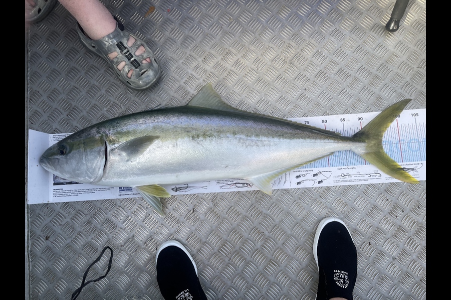 Cary Hoult caught this 95.0cm Kingfish at Northland during The Export NZ Fishing Competition