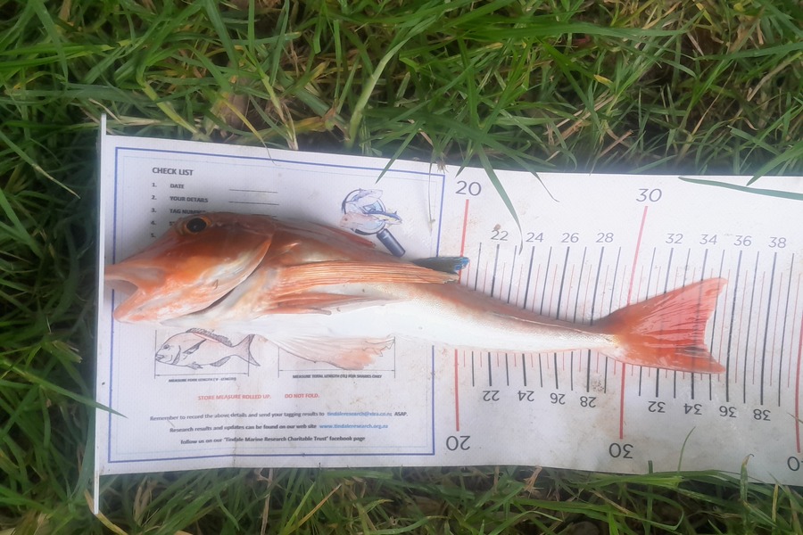 Steven Jameson caught this 34.5cm Gurnard at Coromandel during The Export NZ Fishing Competition