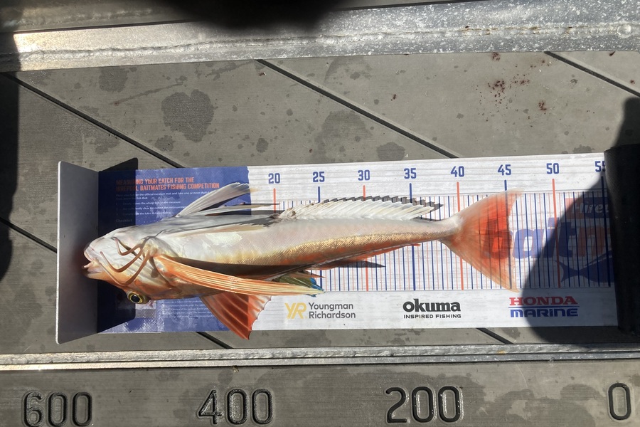 David Monagan caught this 45cm Gurnard at Hawkes Bay during The Export NZ Fishing Competition