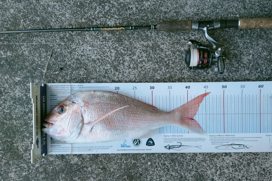 Alec  Saunders caught this 41.5cm Snapper at Auckland during The Export NZ Fishing Competition