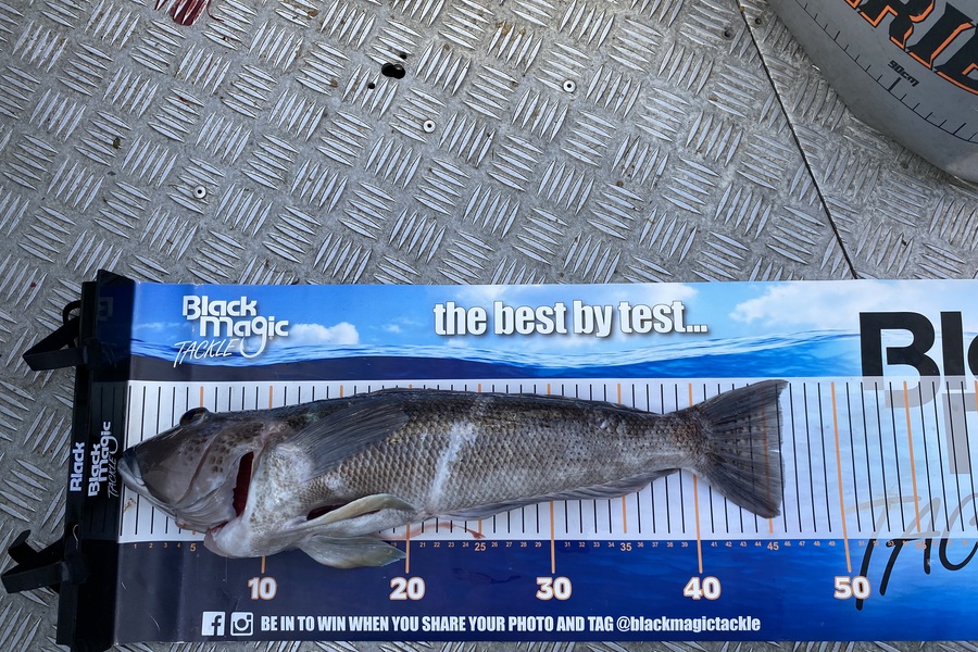 Lyndon  Keat caught this 46.0cm Blue Cod at Taranaki during The Export NZ Fishing Competition