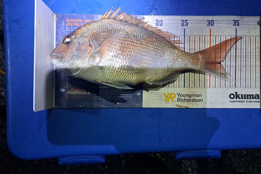 Harry Kovacs caught this 32.0cm Snapper at Wellington during The Export NZ Fishing Competition