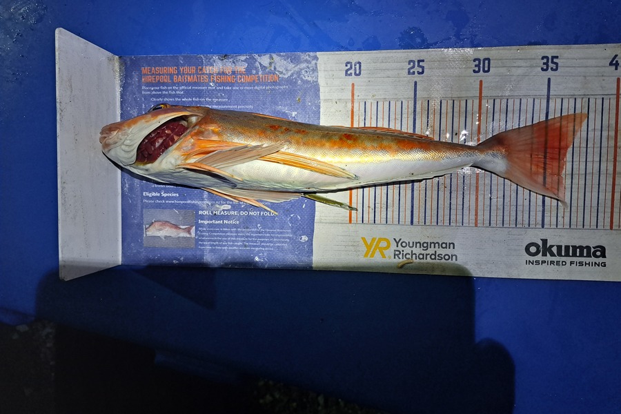Harry Kovacs caught this 36.0cm Gurnard at Wellington during The Export NZ Fishing Competition