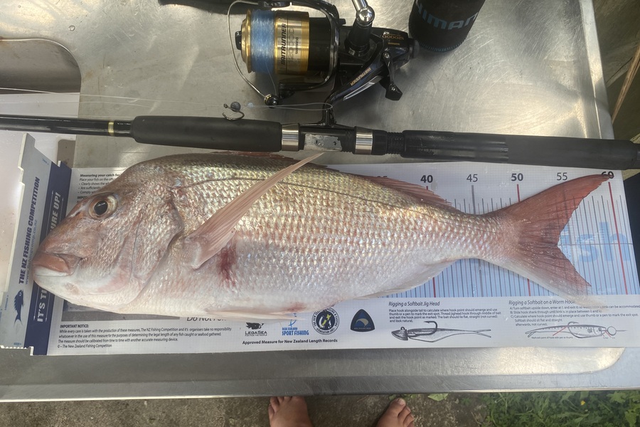 Shane Reed caught this 53.5cm Snapper at Coromandel during The Export NZ Fishing Competition