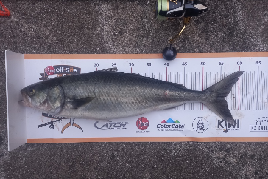 Mike Crawford caught this 56.0cm Kahawai at Northland during The Export NZ Fishing Competition