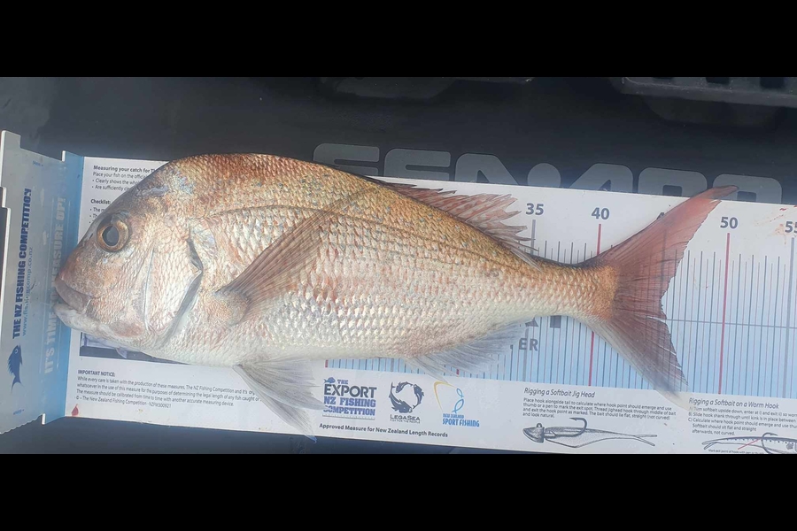 Gareth Halliburton caught this 45.0cm Snapper at Northland during The Export NZ Fishing Competition