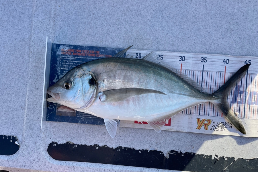 Brendan Lochead caught this 41.0cm Trevally at Coromandel during The Export NZ Fishing Competition