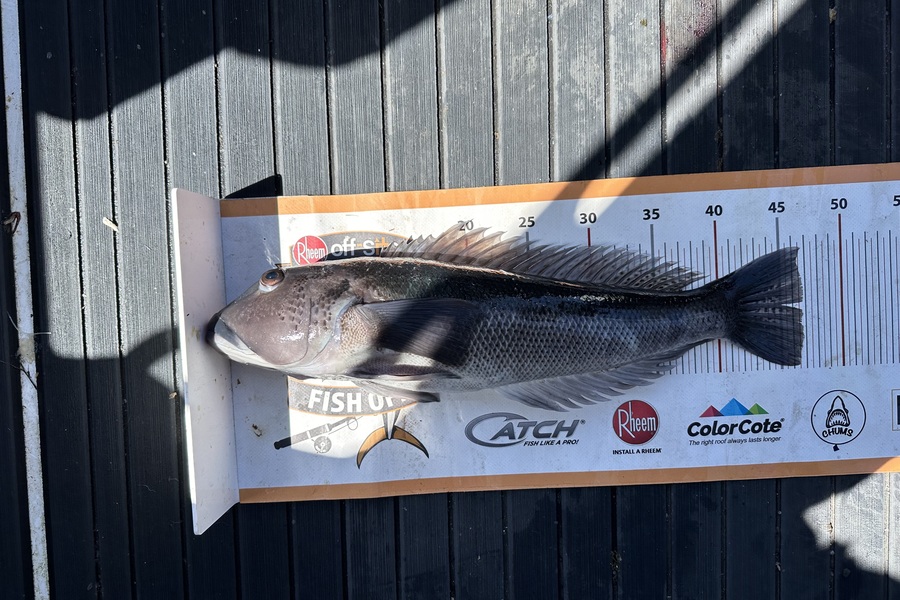 Andrew Speirs caught this 46.5cm Blue Cod at Wellington during The Export NZ Fishing Competition