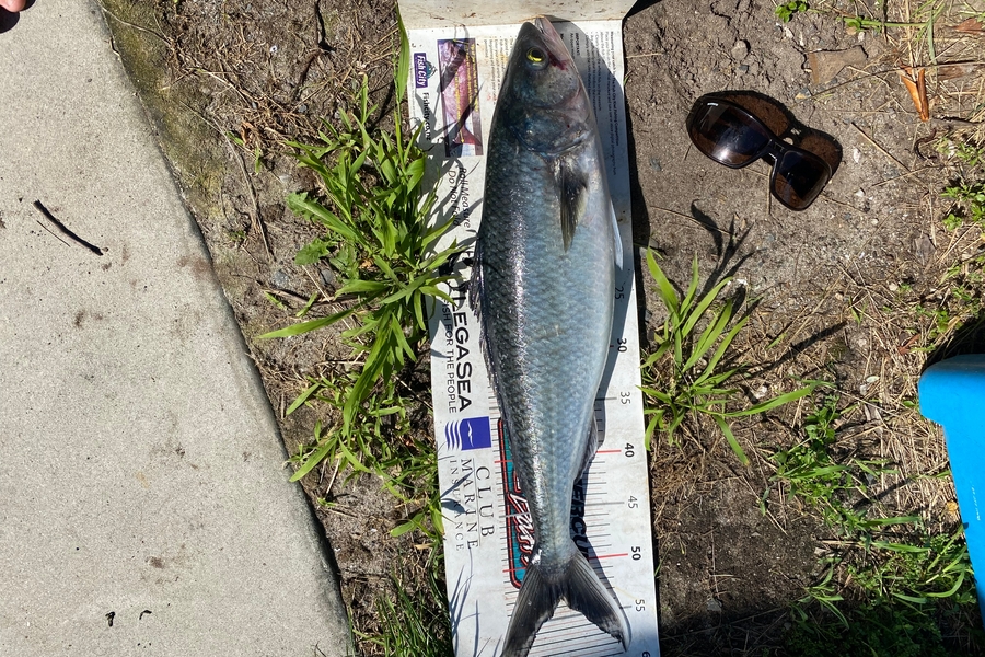 Mark Ray caught this 53.0cm Kahawai at Bay of Plenty during The Export NZ Fishing Competition