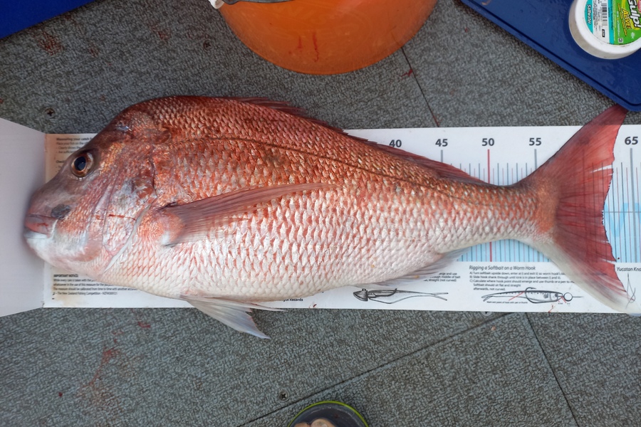 Andrew Tohu caught this 61.5cm Snapper at Northland during The Export NZ Fishing Competition