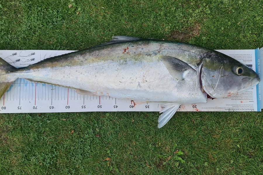 Louise Simpson caught this 85.0cm Kingfish at Hawkes Bay during The Export NZ Fishing Competition