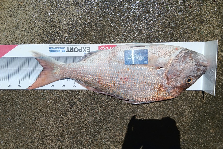 Razel Parsons caught this 68.5cm Snapper at Nelson/Marlborough during The Export NZ Fishing Competition