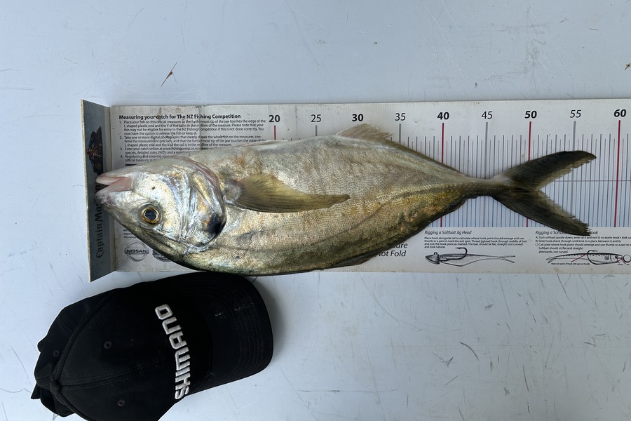 Johnny Huynen caught this 51.0cm Trevally at Wellington during The Export NZ Fishing Competition