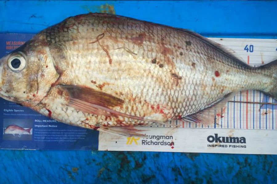 Leigh Page caught this 47cm Tarakihi at Wellington during The Export NZ Fishing Competition