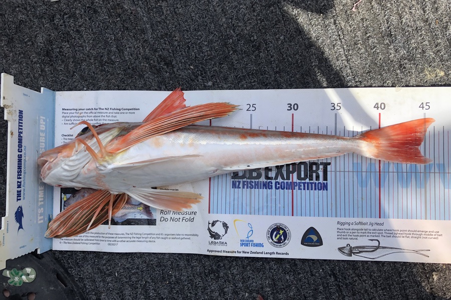 Kim Southerden caught this 44.0cm Gurnard at Hawkes Bay during The Export NZ Fishing Competition
