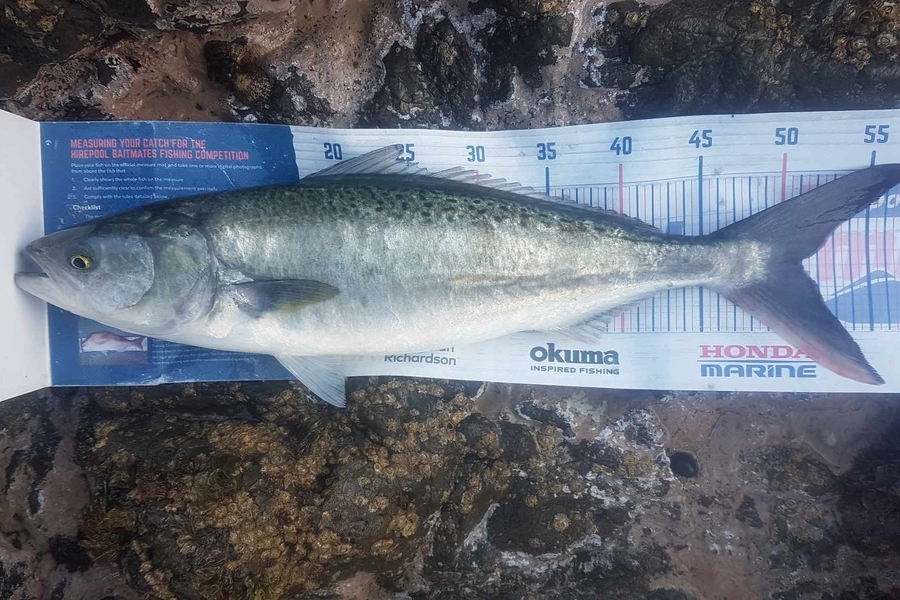 Carlana White caught this 51cm Kahawai at East Cape during The Export NZ Fishing Competition