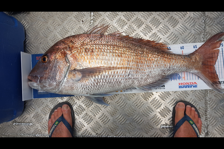 Glenn Lucas caught this 71.0cm Snapper at Auckland during The Export NZ Fishing Competition