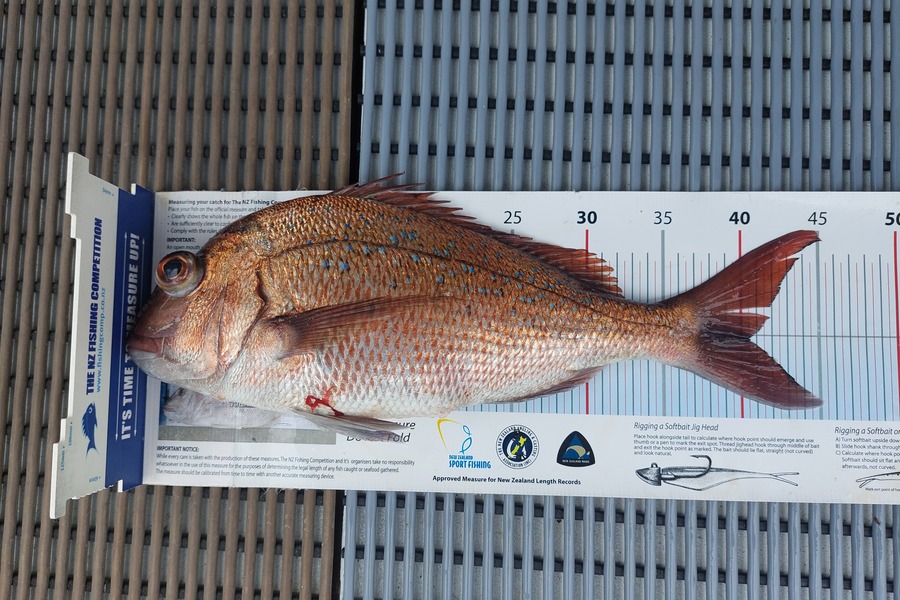 Janet Attwood caught this 40.5cm Snapper at Northland during The Export NZ Fishing Competition