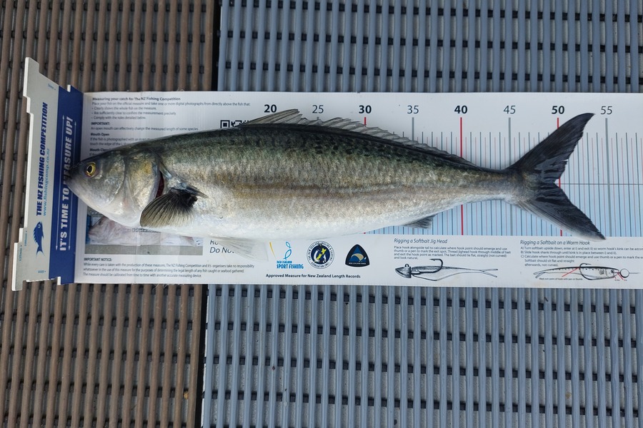Janet Attwood caught this 49.0cm Kahawai at Northland during The Export NZ Fishing Competition
