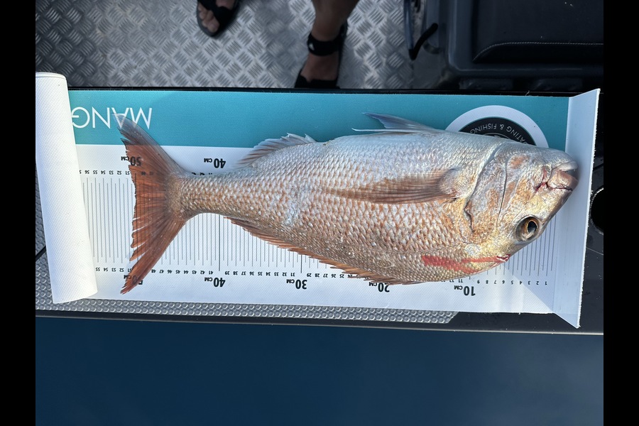 Warwick Catchpole caught this 50.0cm Snapper at Northland during The Export NZ Fishing Competition