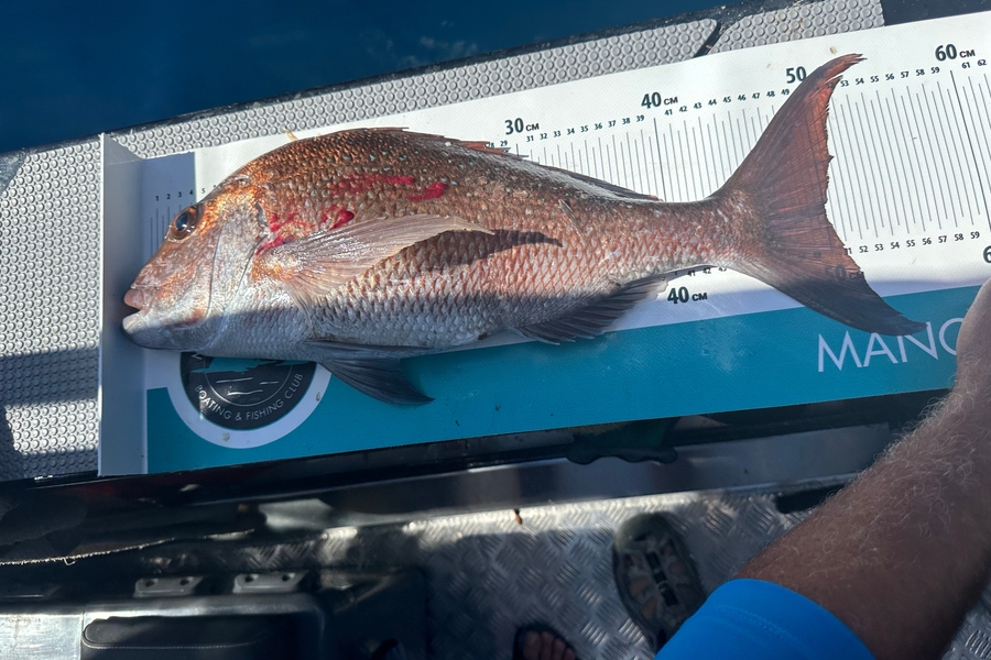Warwick Catchpole caught this 50.0cm Snapper at Northland during The Export NZ Fishing Competition