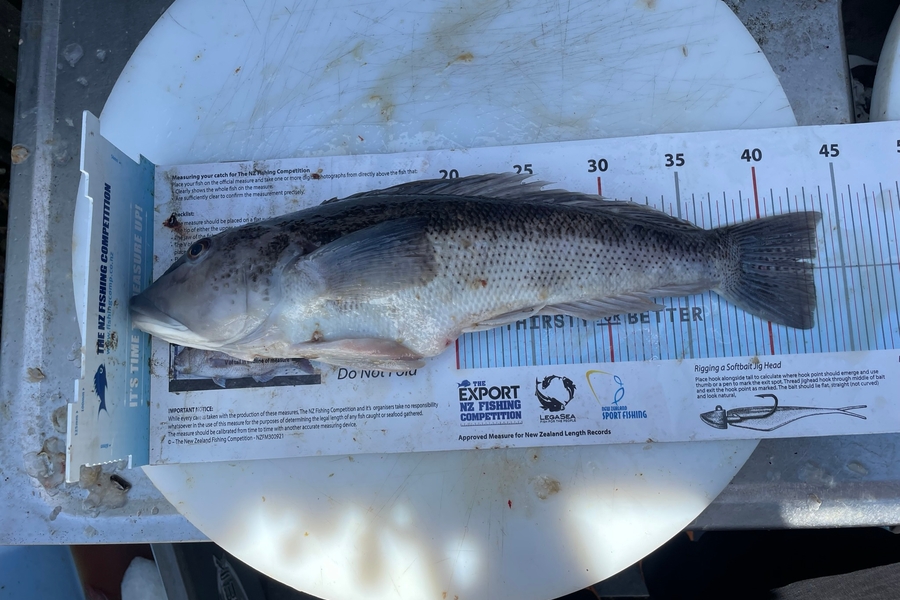 Ben Carson caught this 43.0cm Blue Cod at Nelson/Marlborough during The Export NZ Fishing Competition