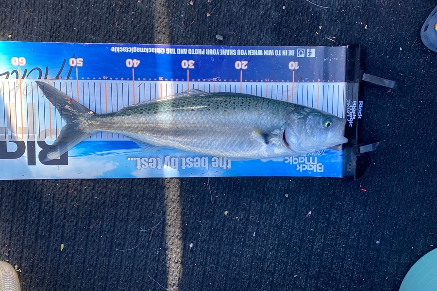 Andy Riley caught this 52.0cm Kahawai at Nelson/Marlborough during The Export NZ Fishing Competition