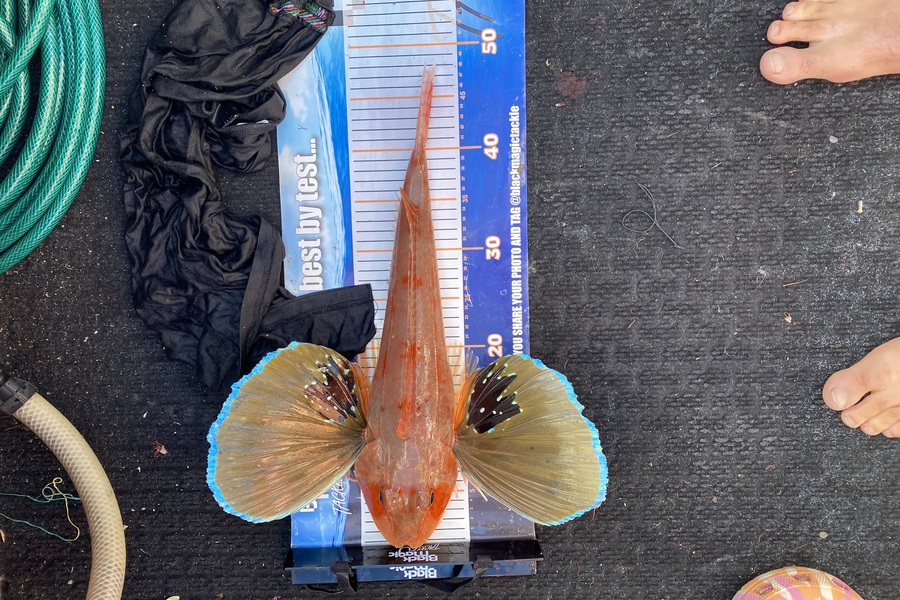 Andy Riley caught this 47.0cm Gurnard at Nelson/Marlborough during The Export NZ Fishing Competition